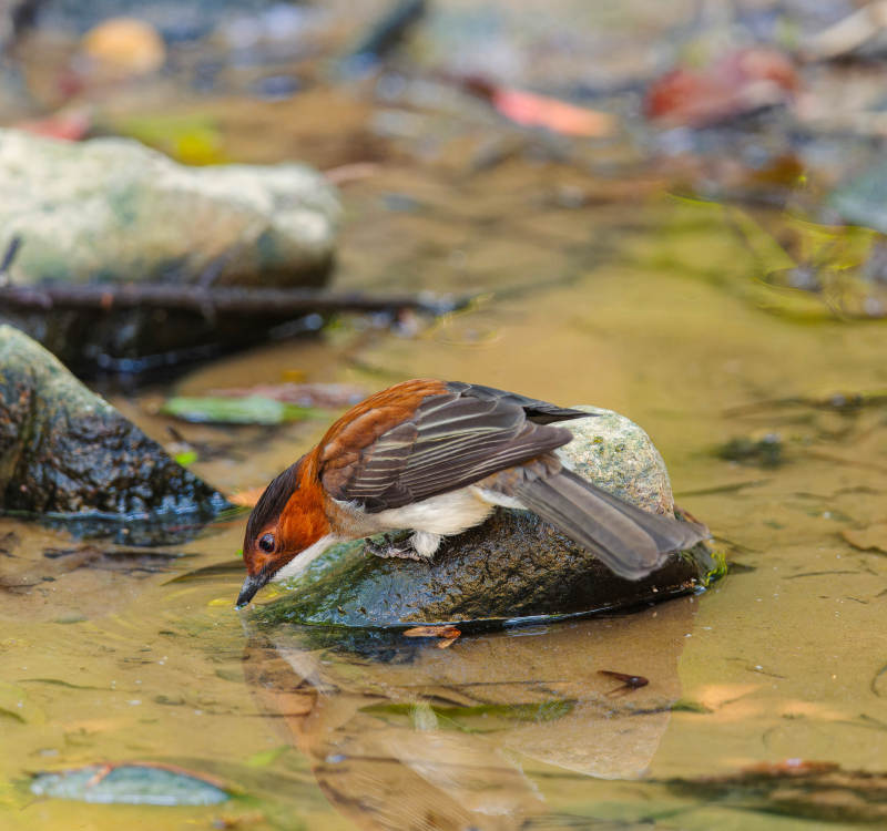 小鸟溪边饮水图片