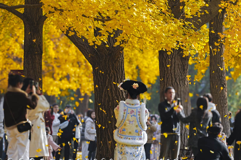 秋叶纷飞 古装游园图片