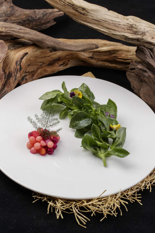 新鲜脆嫩的凉拌穿心莲摆放在黑色背景上图片