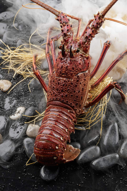 澳洲鲜活大龙虾图片