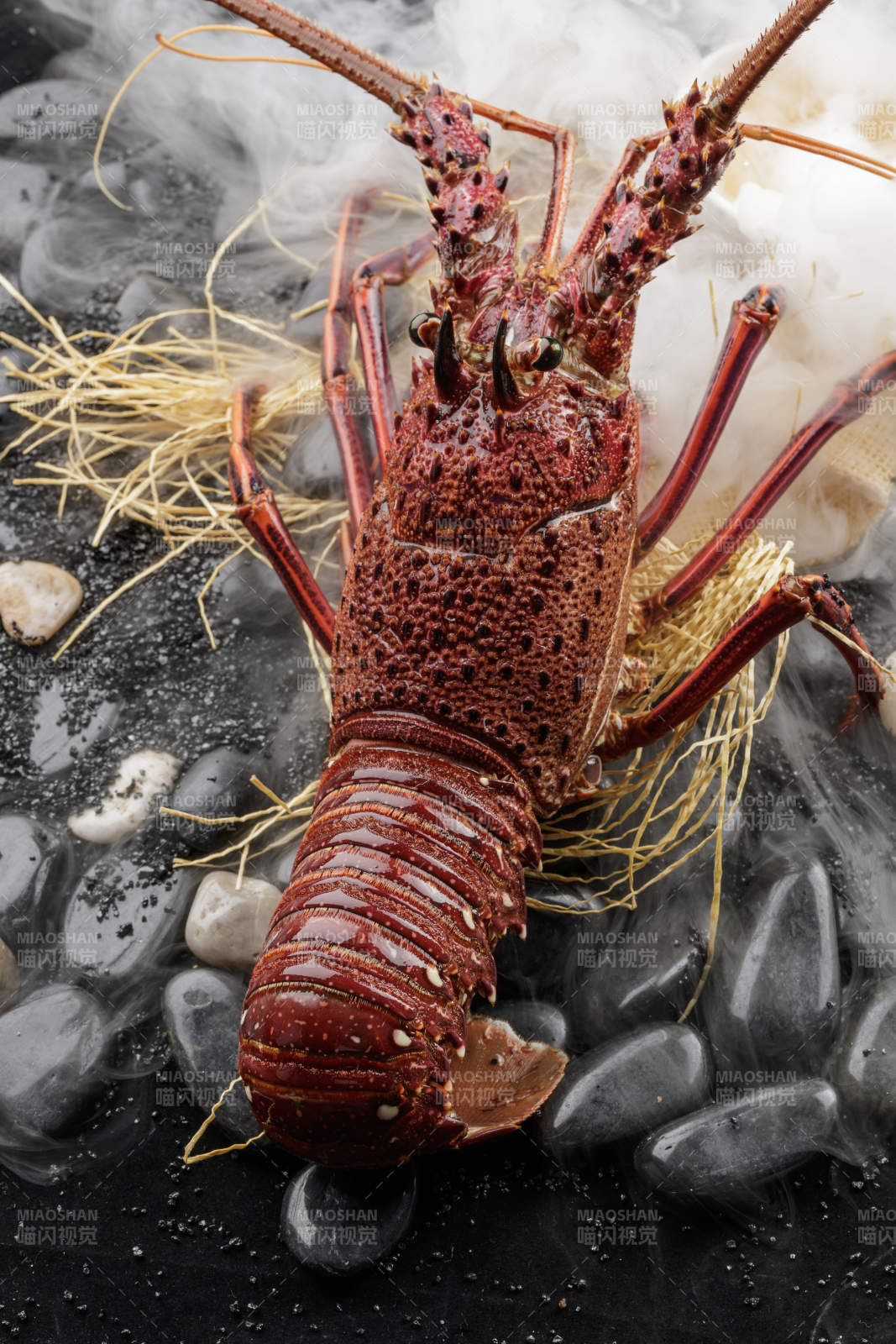 澳洲鲜活大龙虾图片
