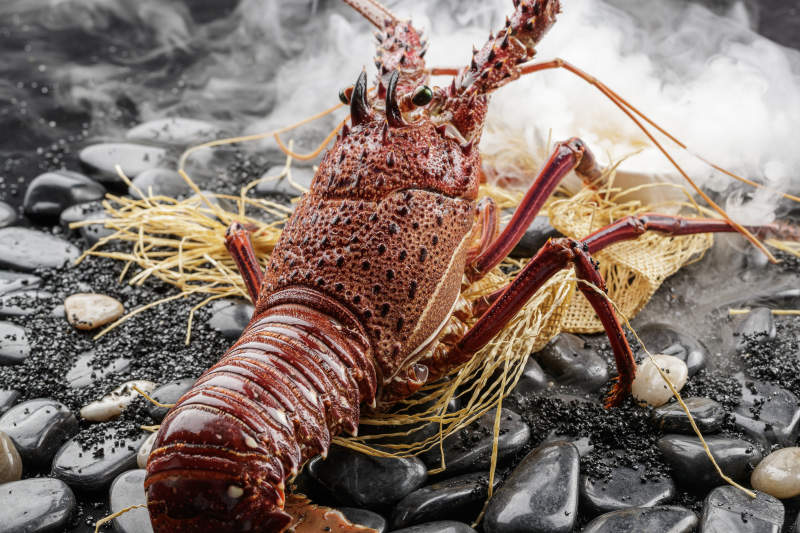 澳洲鲜活大龙虾图片