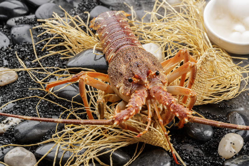 澳洲鲜活龙虾仔图片