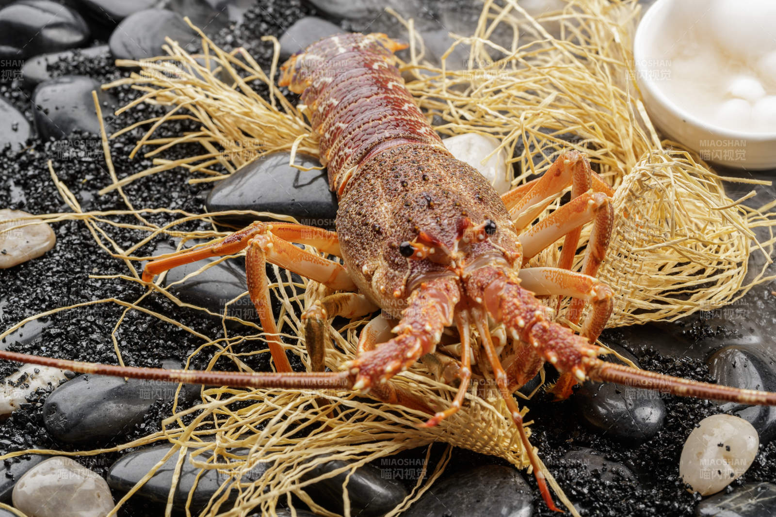 澳洲鲜活龙虾仔图片