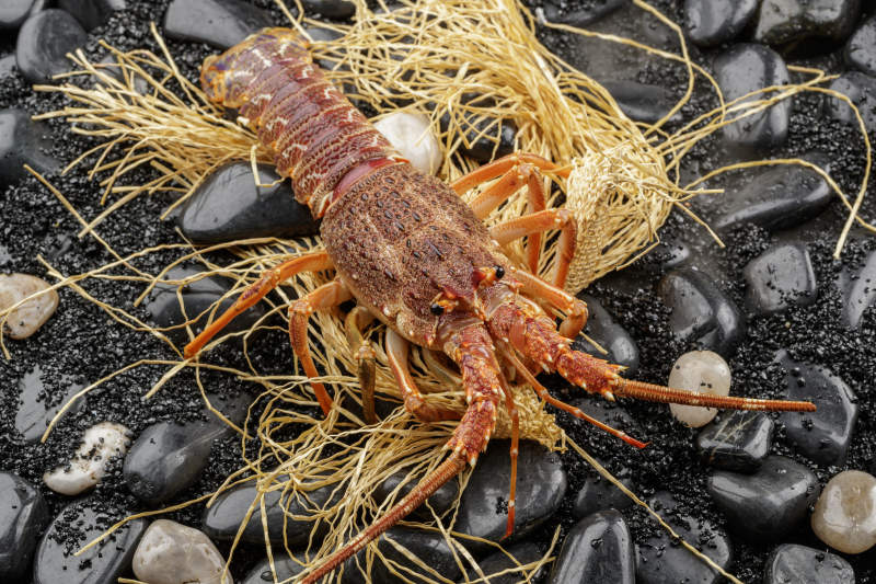 澳洲鲜活龙虾仔图片