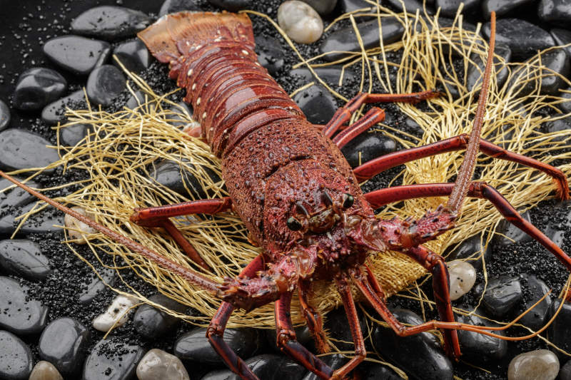 澳洲鲜活大龙虾图片