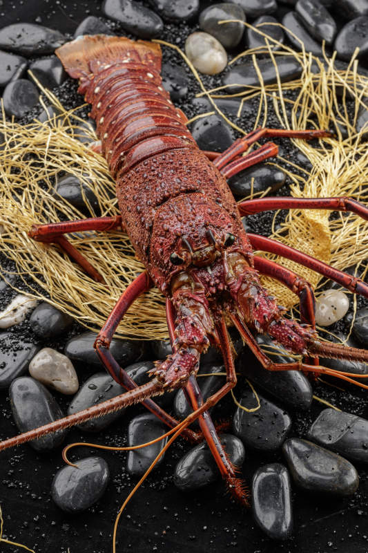 澳洲鲜活大龙虾图片