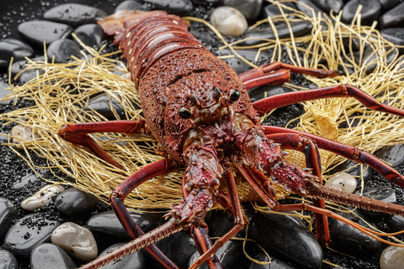 澳洲鲜活大龙虾图片