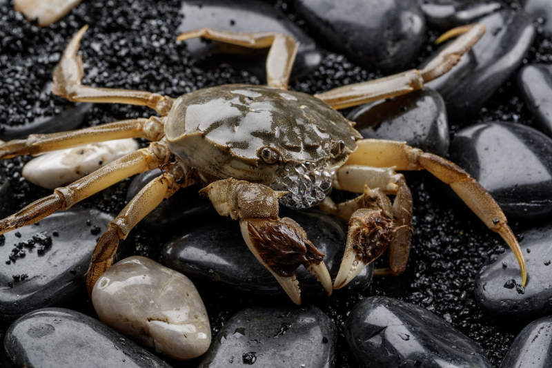 鲜活大闸蟹图片