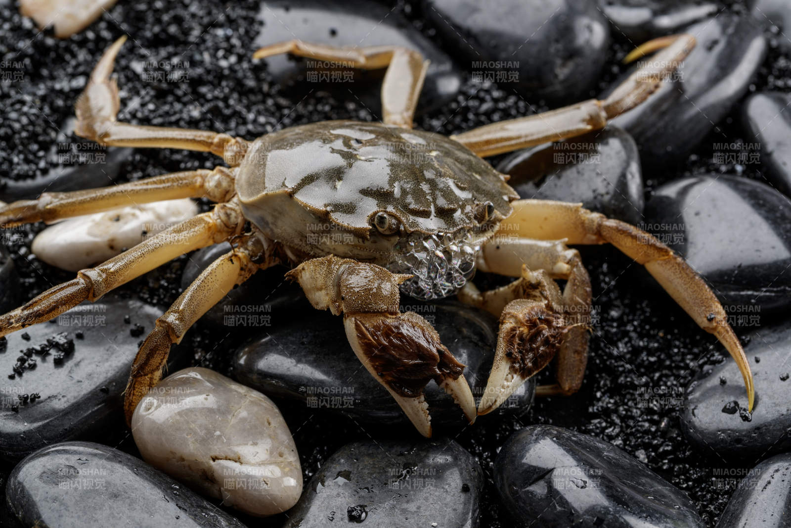 鲜活大闸蟹图片
