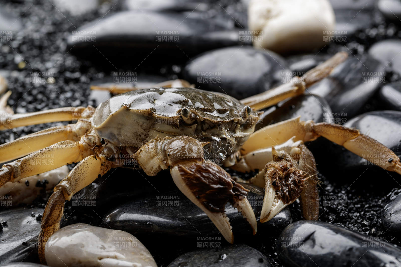 鲜活大闸蟹图片