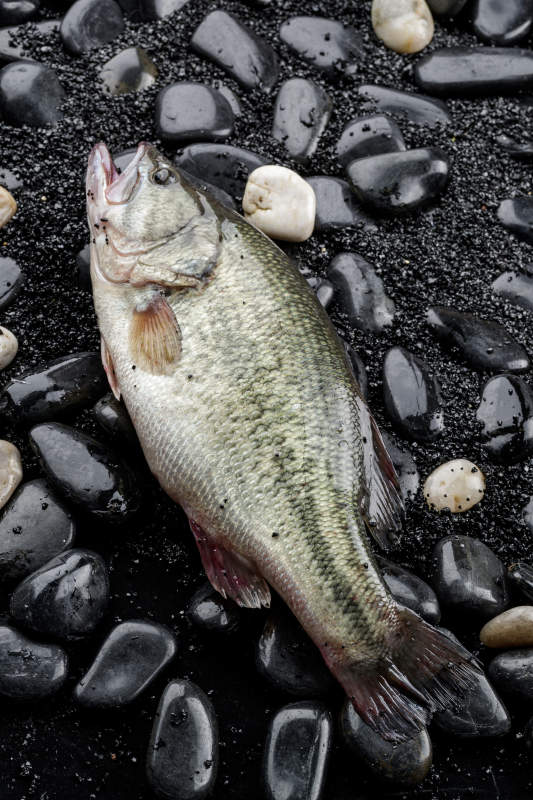 生猛鲜活鲈鱼图片
