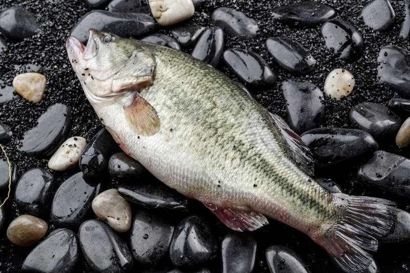 生猛鲜活鲈鱼图片