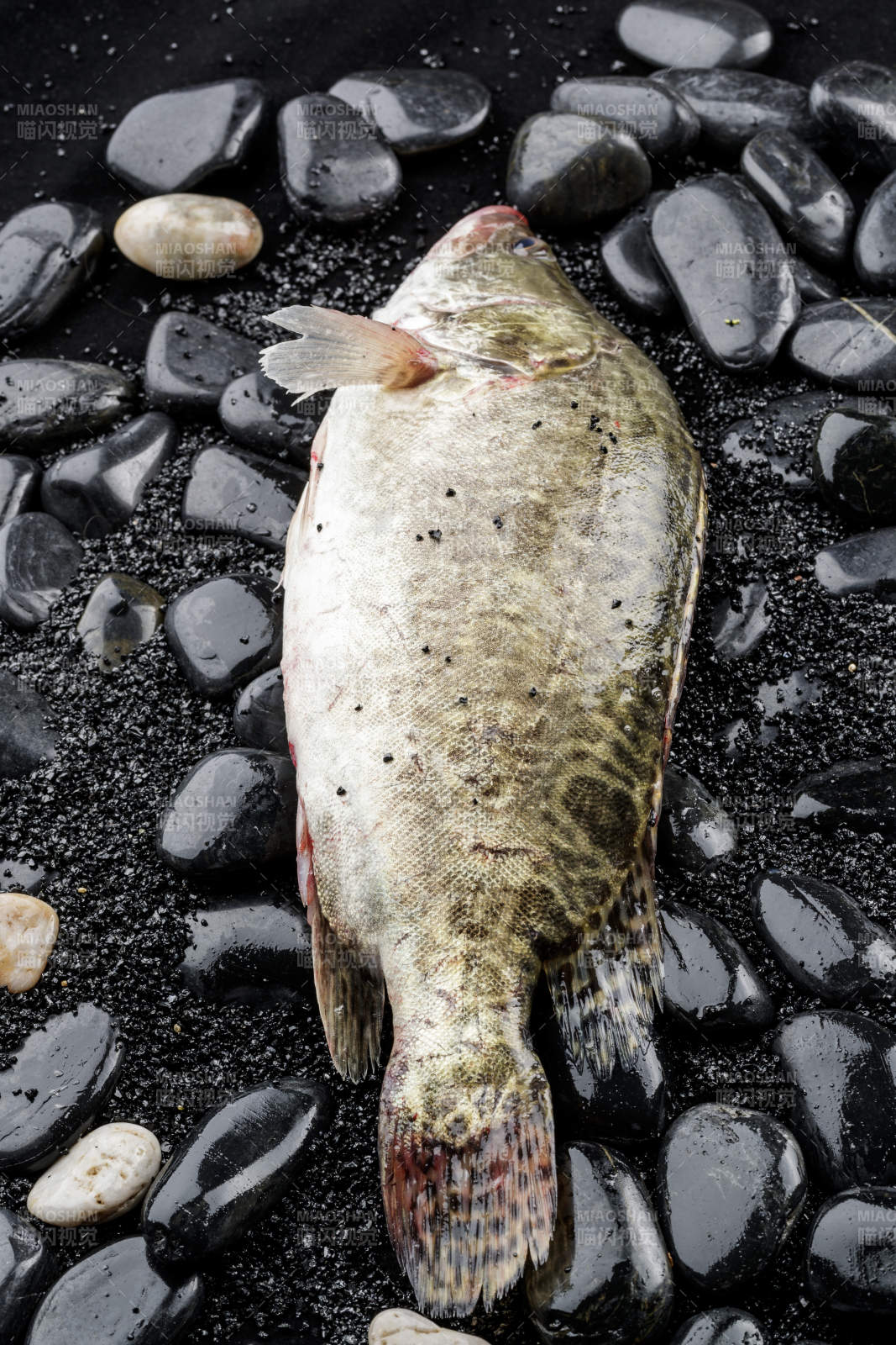 鲜活的桂鱼图片