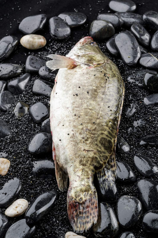 鲜活的桂鱼图片