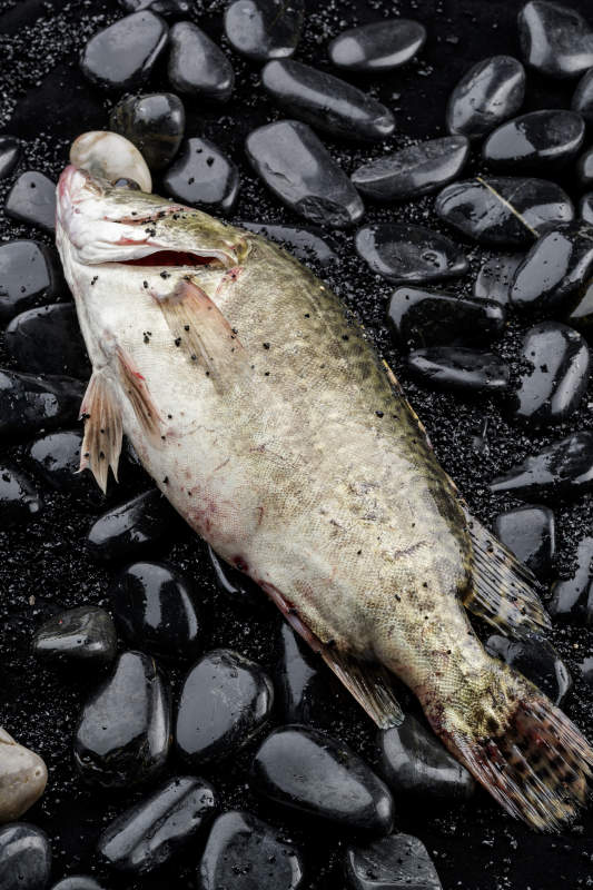 鲜活的桂鱼图片