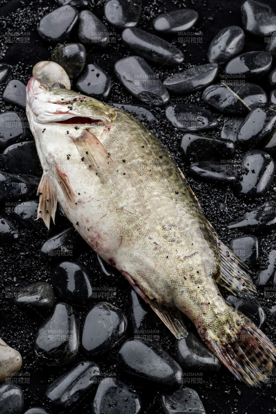 鲜活的桂鱼图片