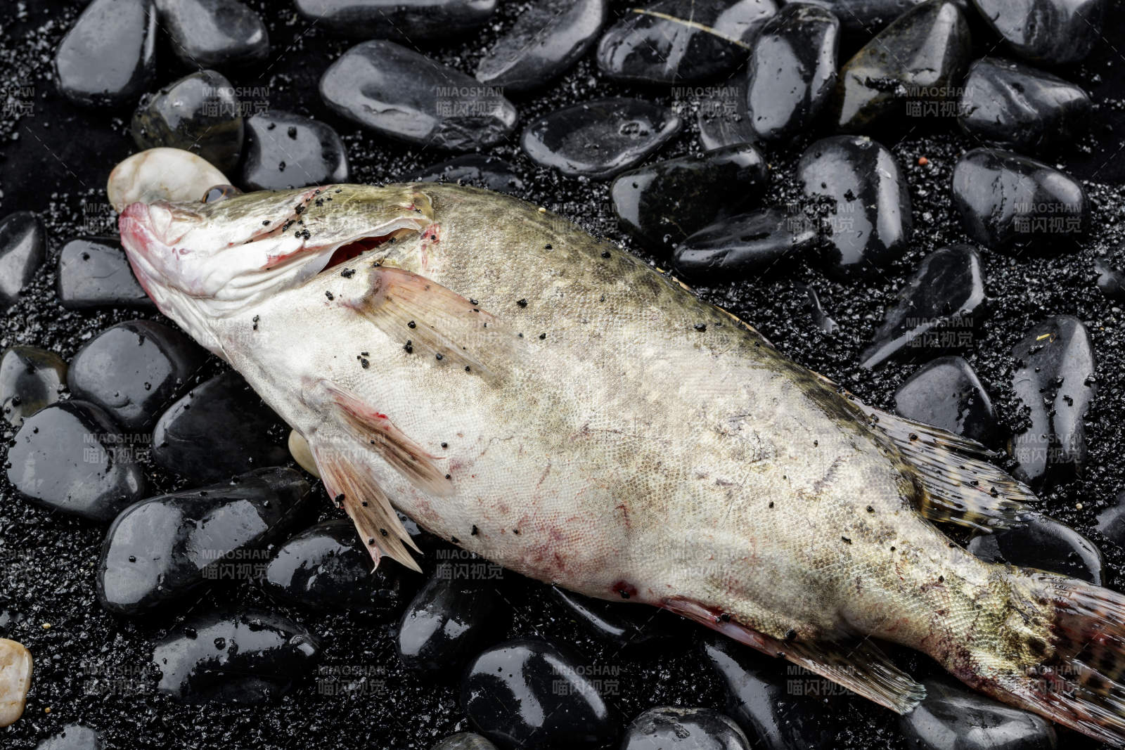 鲜活的桂鱼图片