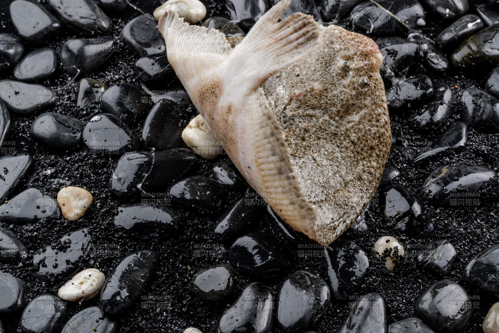 鲜活深海多宝鱼图片