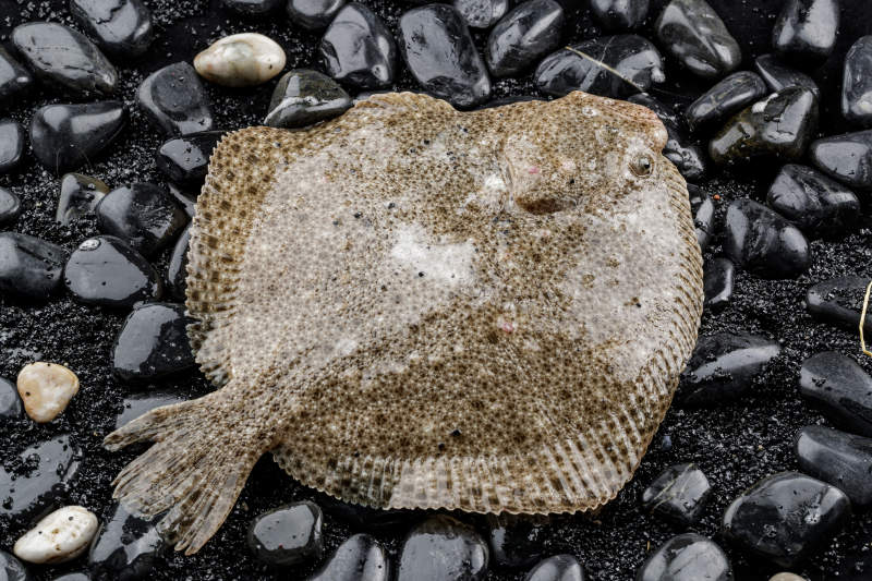 鲜活深海多宝鱼图片