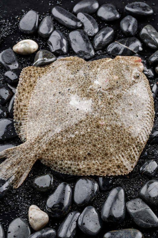 鲜活深海多宝鱼图片