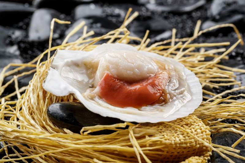 鲜活大扇贝图片