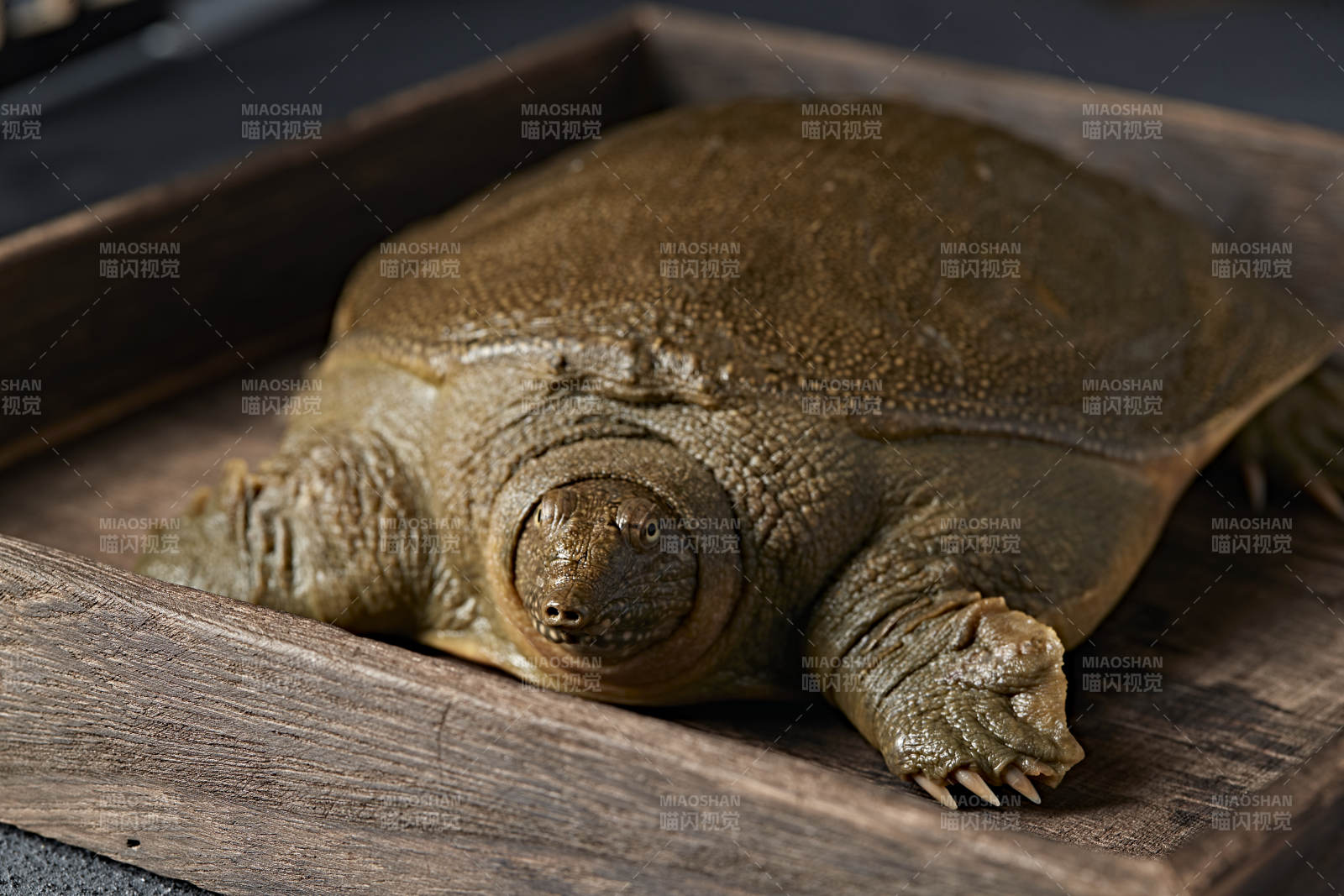 一只生猛鲜活的甲鱼图片