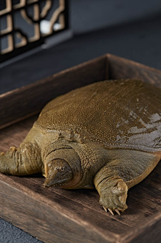 一只生猛鲜活的甲鱼图片