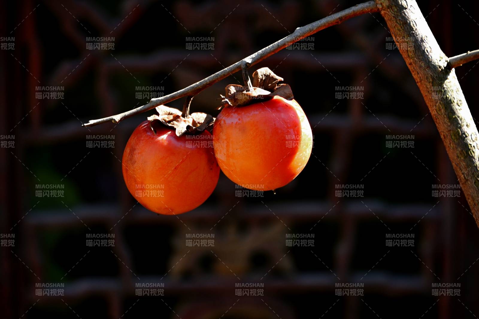 枝头双柿映秋光图片