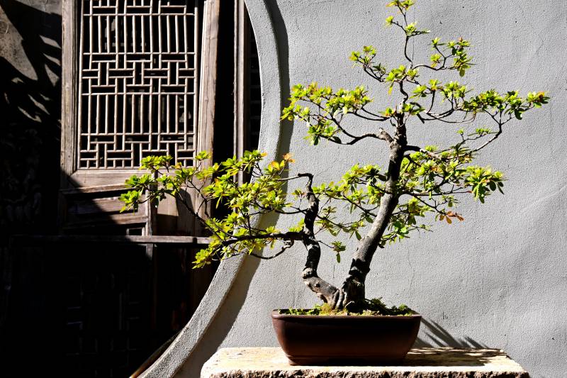 盆景映窗影图片
