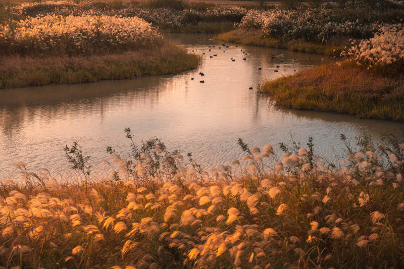 秋水芦花映斜阳图片