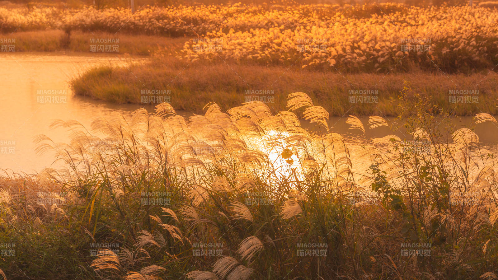 金秋芦苇荡图片