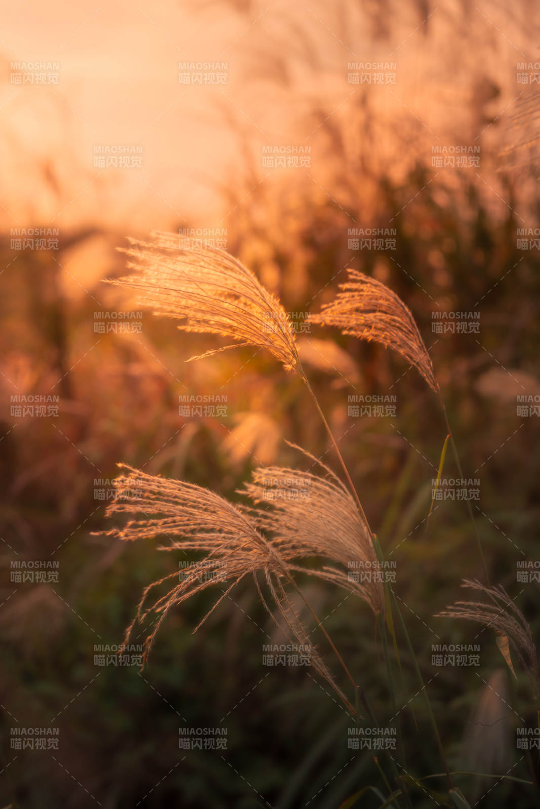 秋日芦苇光影图片