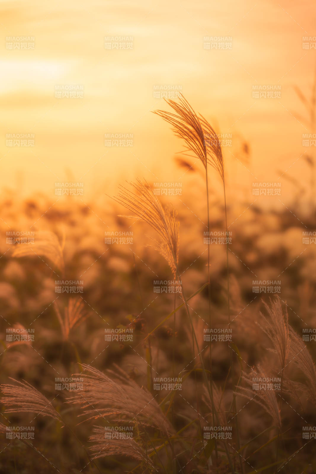 夕阳下的芦苇丛图片