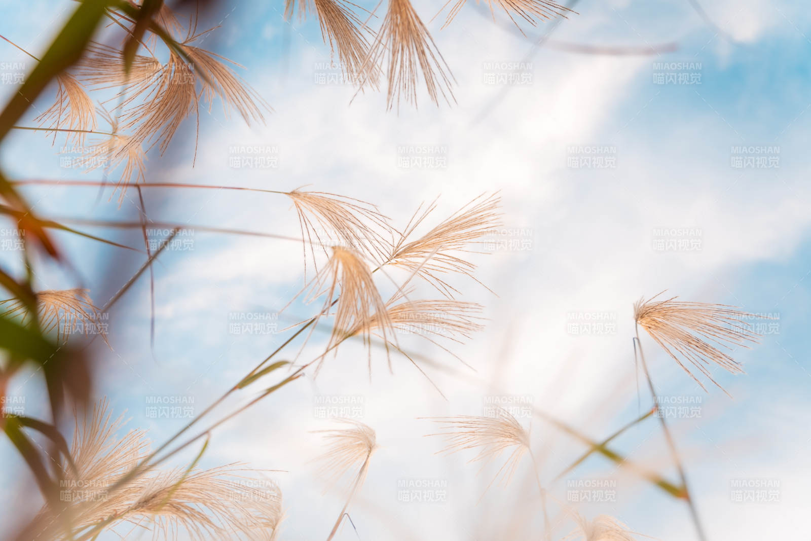 荻花轻舞蓝天图片