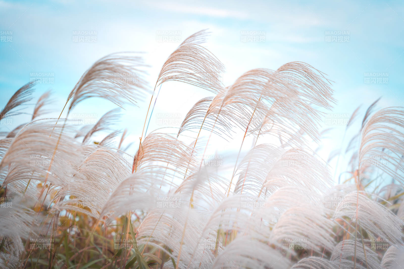 芦苇随风轻舞图片