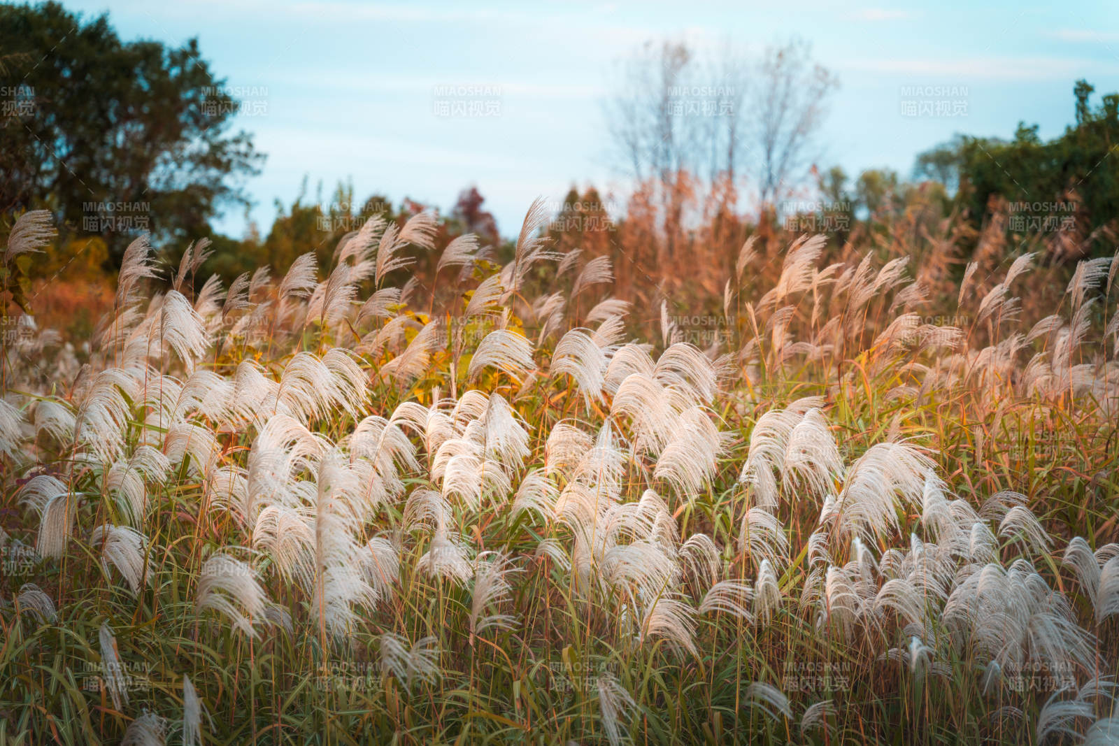 芦苇随风轻舞图片