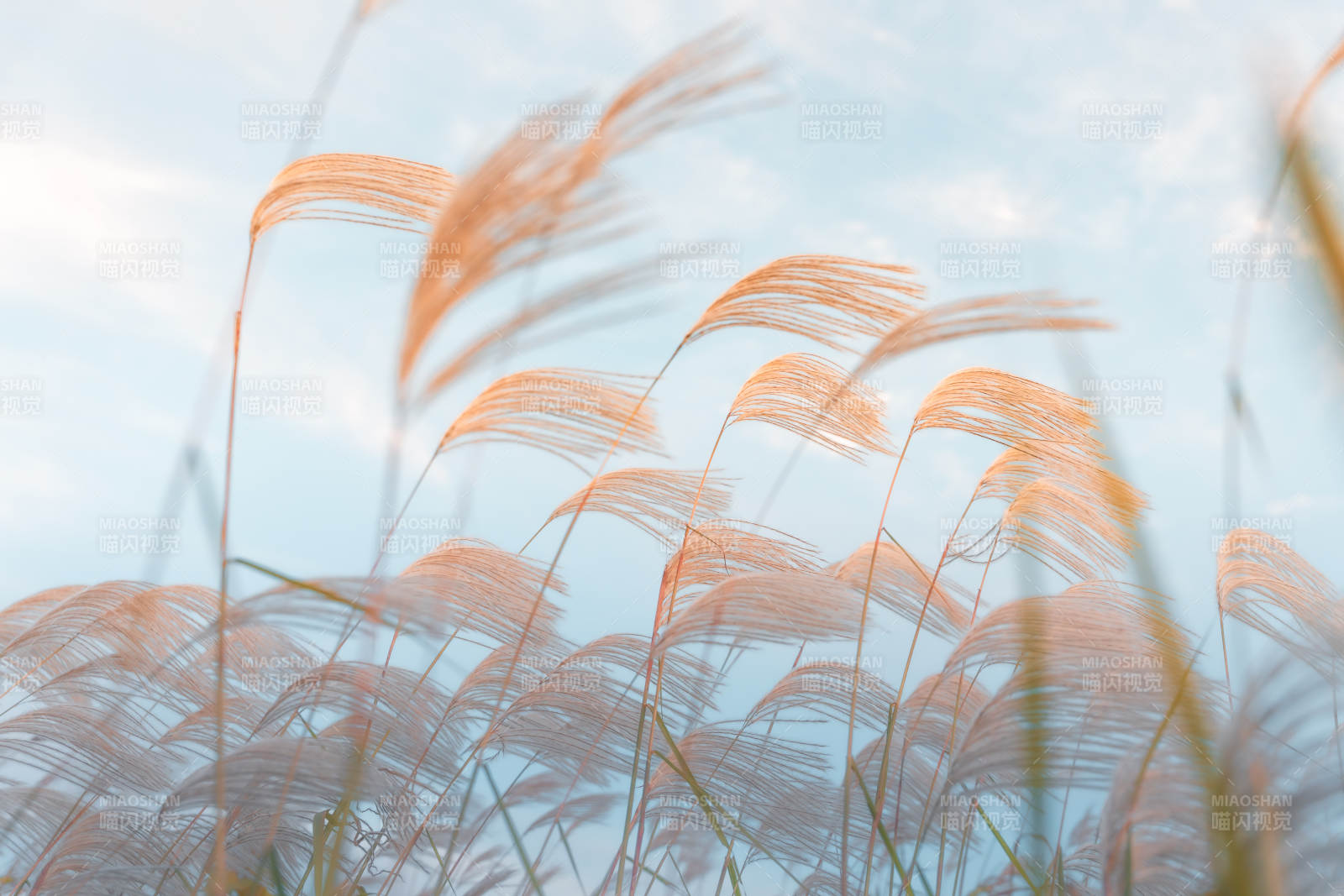 芦苇随风轻舞图片