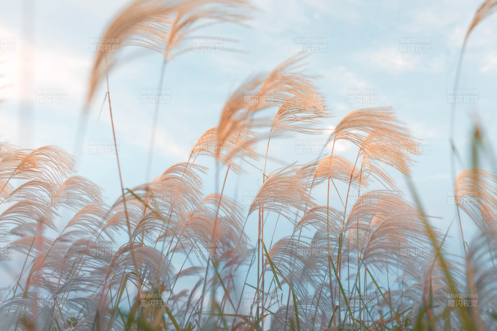 芦苇随风轻舞图片