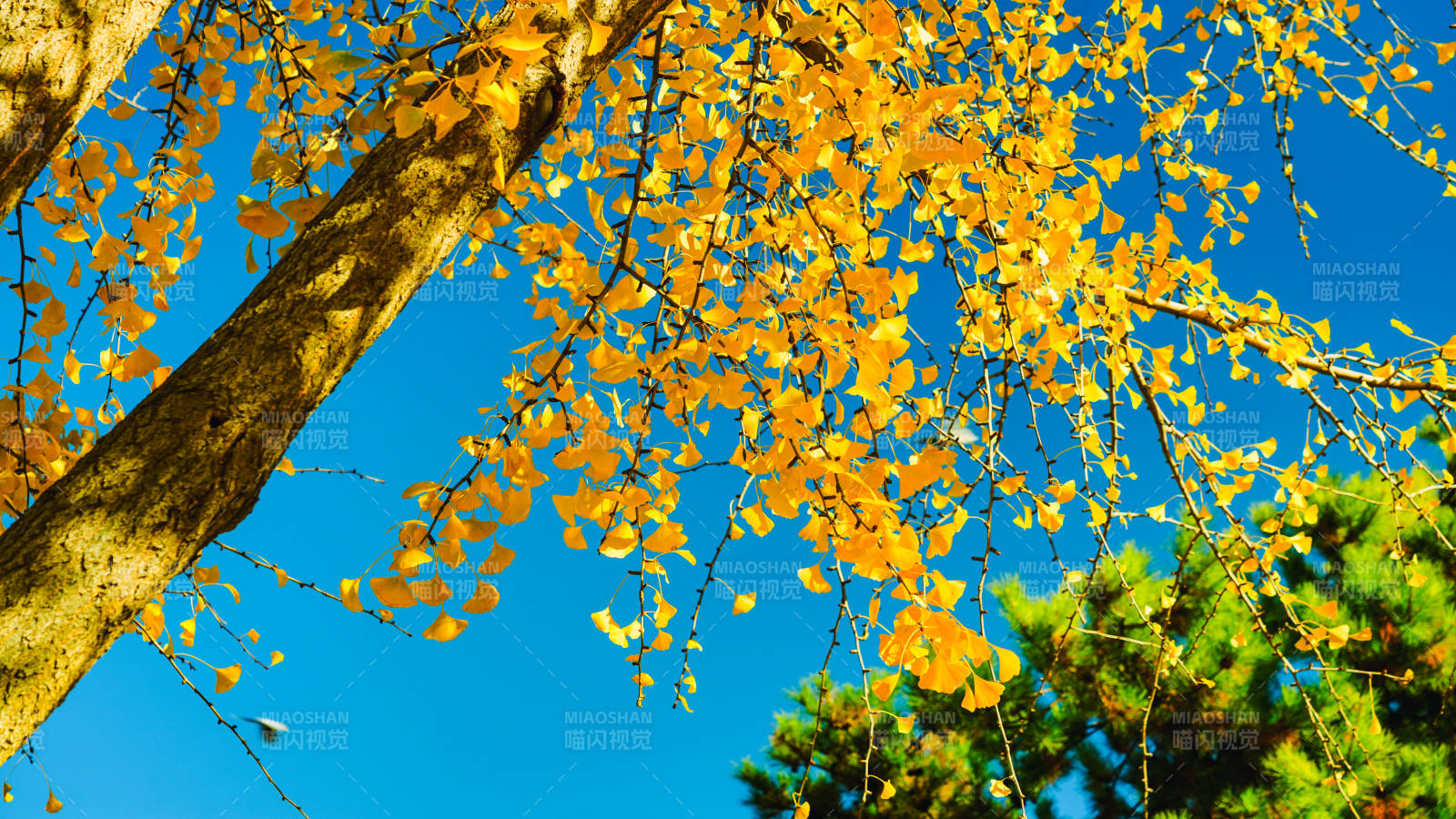 秋叶映蓝天图片