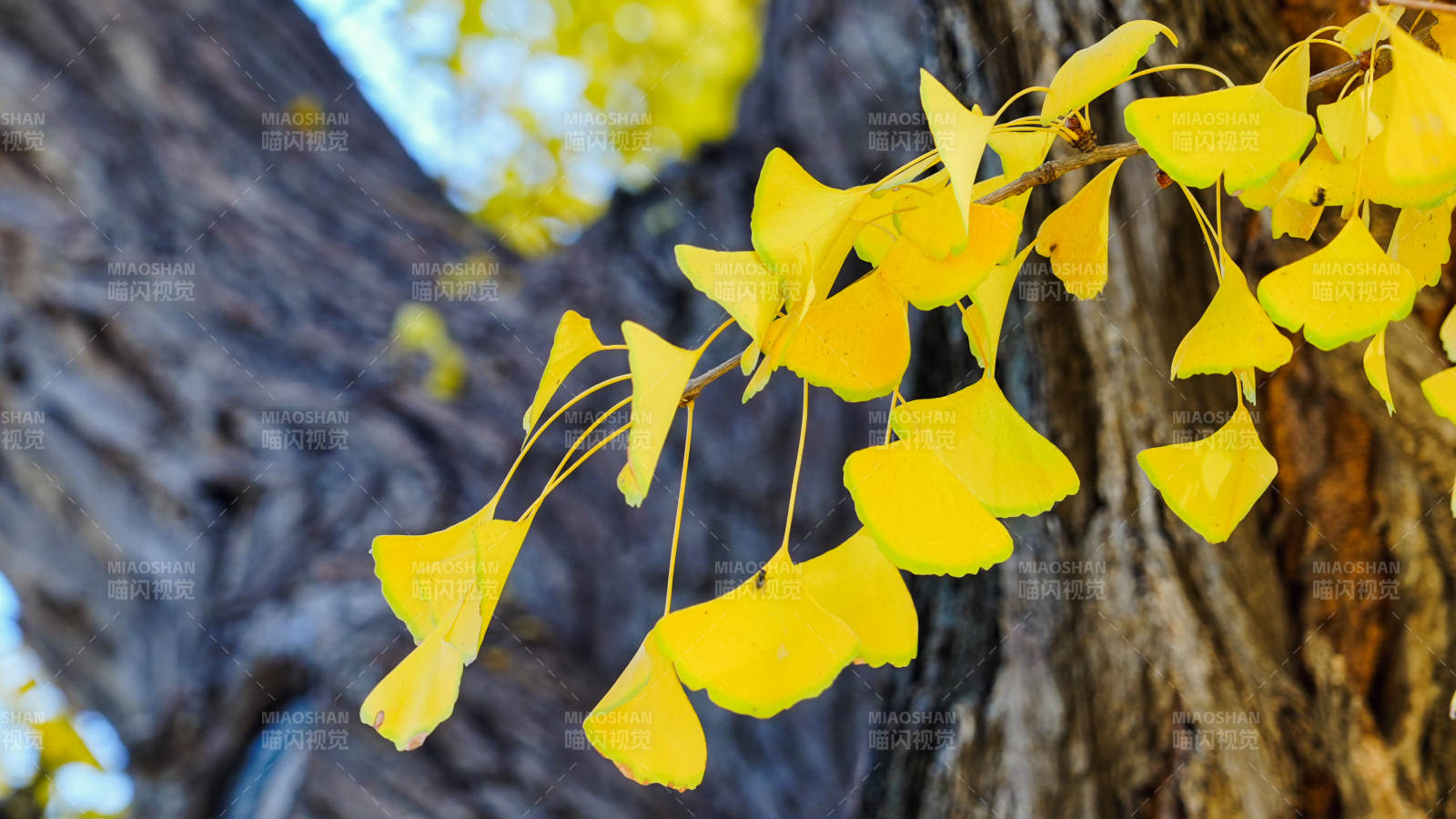 银杏叶黄秋意浓图片