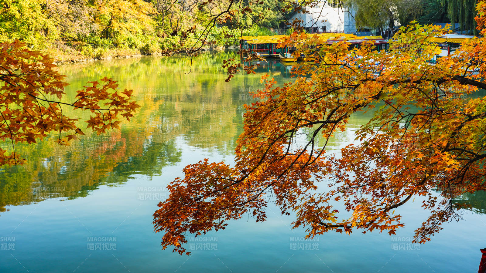 秋湖映彩叶图片
