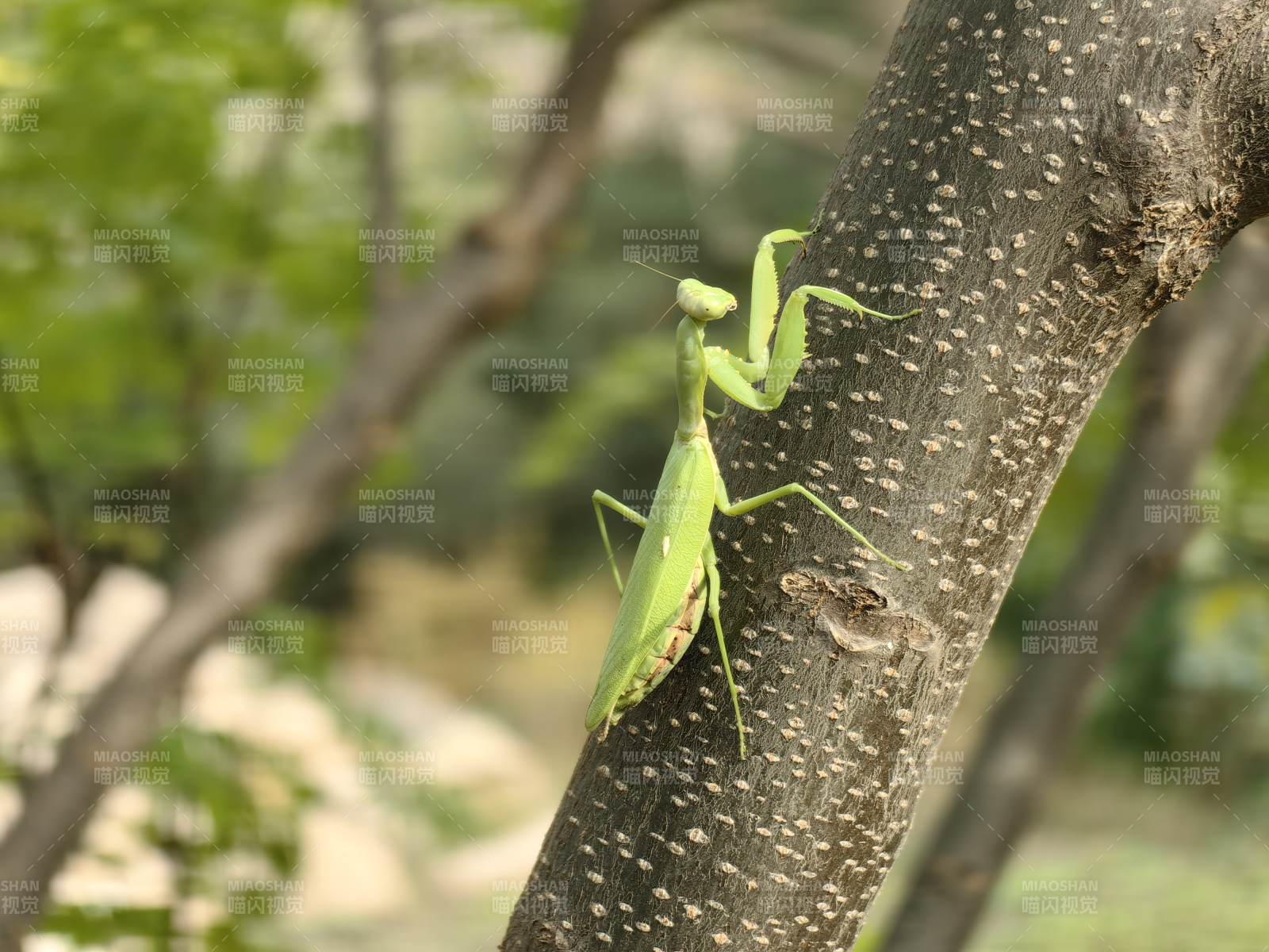 绿螳螂栖树干图片