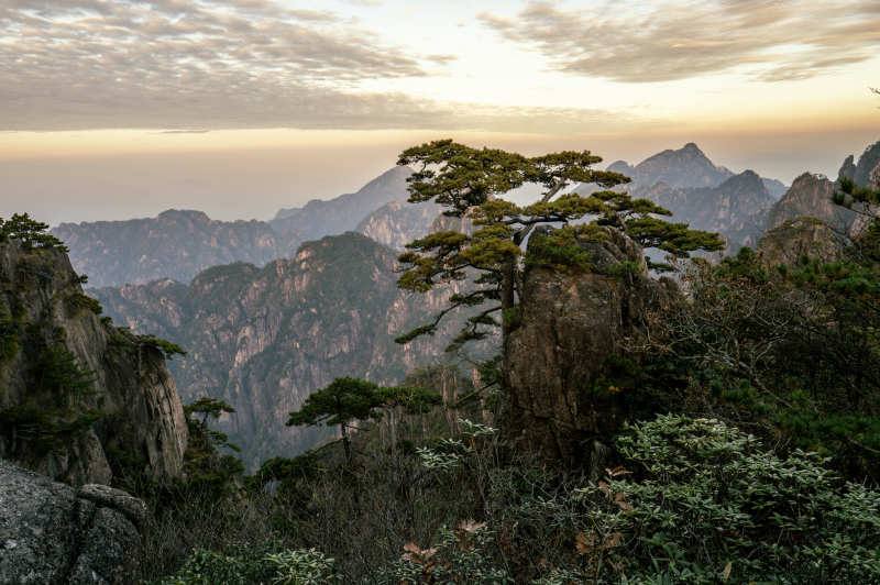 黄山奇松云海图片