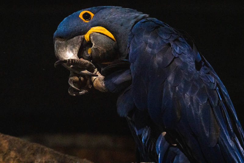 蓝鹦鹉凝视爪中物图片
