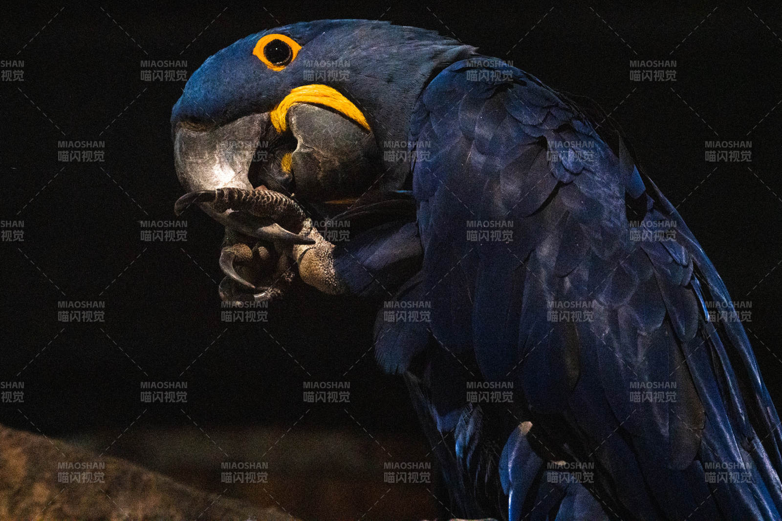 蓝鹦鹉凝视爪中物图片