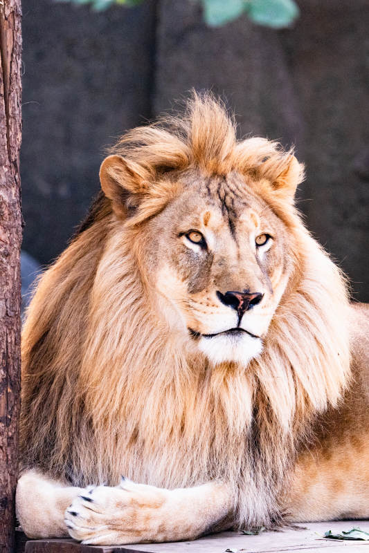 雄狮静卧凝视图片