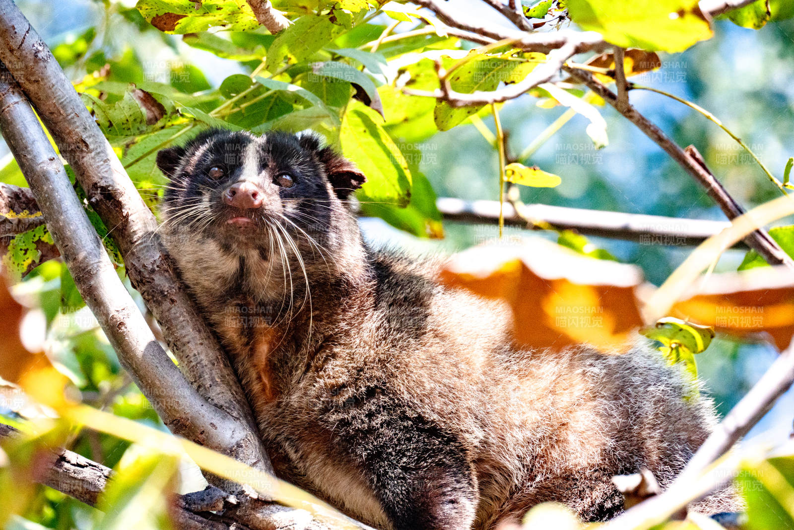 树上慵懒的鼬獾图片