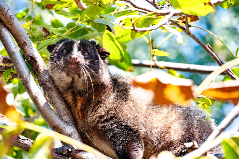 树上慵懒的鼬獾图片