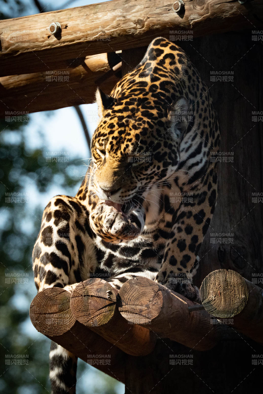 豹子舔爪休息图片